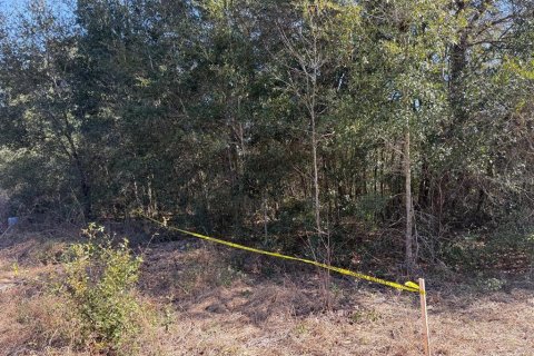 Land in Ocala, Florida № 2162519 - photo 9