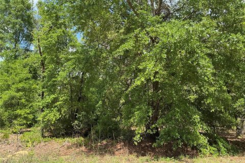 Land in Ocala, Florida № 1690306 - photo 1