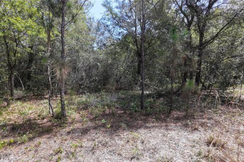Land in Groveland, Florida № 2123353 - photo 6