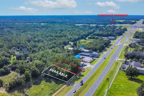 Land in Lecanto, Florida № 1854295 - photo 14