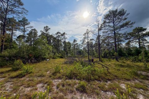 Land in Paisley, Florida № 2162427 - photo 9