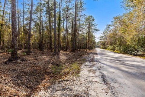 Land in Keystone Heights, Florida № 1848204 - photo 17
