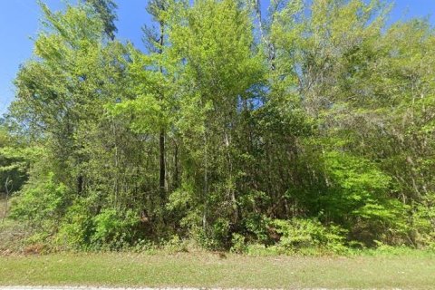 Land in Century, Florida № 2163450 - photo 2