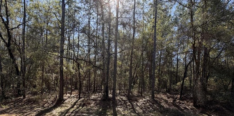 Terrain à Interlachen, Floride № 2161521