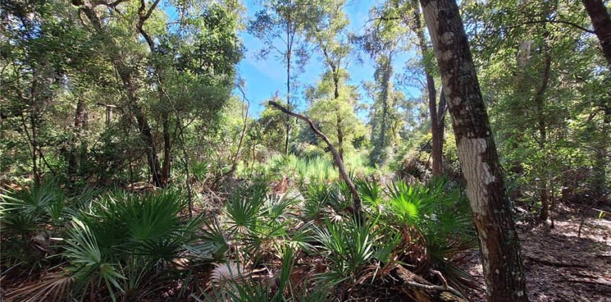 Terreno en Chiefland, Florida № 1915078