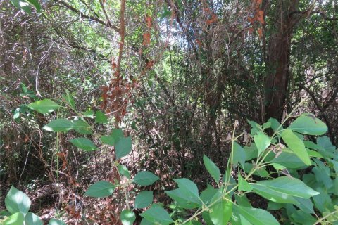Land in Summerfield, Florida № 2218801 - photo 10