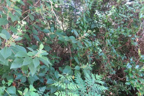 Land in Summerfield, Florida № 2218801 - photo 3