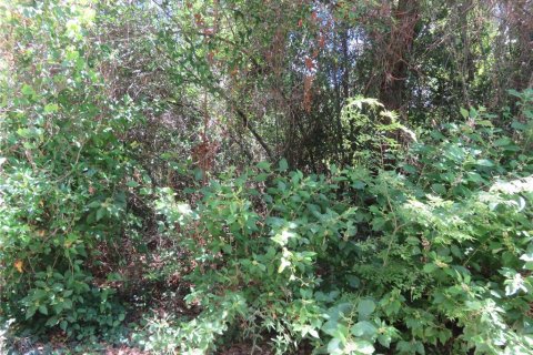 Land in Summerfield, Florida № 2218801 - photo 2