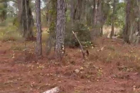 Land in Lake Placid, Florida № 2159046 - photo 10
