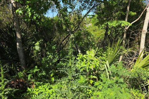 Land in Orange City, Florida № 2159322 - photo 2