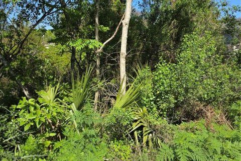 Land in Orange City, Florida № 2159322 - photo 3