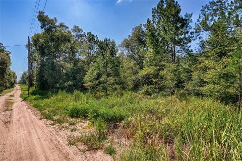 Land in Bronson, Florida № 1852889 - photo 7