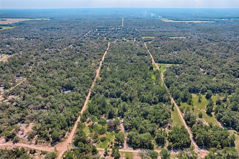 Land in Bronson, Florida № 1852889 - photo 4