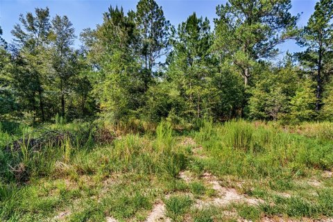 Land in Bronson, Florida № 1852889 - photo 8