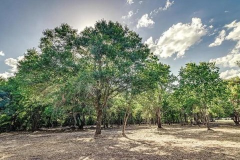 Land in Lakeland, Florida № 1576261 - photo 7