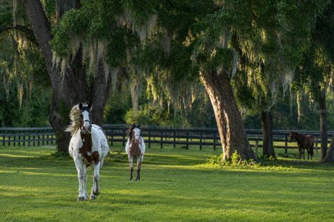 Land in Dunnellon, Florida № 2130441 - photo 17
