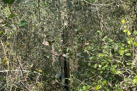 Land in Ocklawaha, Florida № 2161696 - photo 8