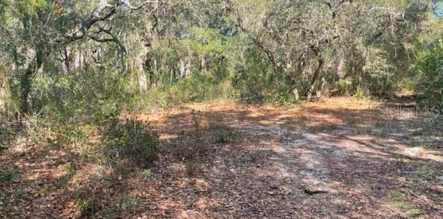 Land in Ocklawaha, Florida № 2161696