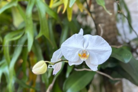 Villa ou maison à louer à Miami, Floride: 1 chambre, 55.74 m2 № 1985917 - photo 3