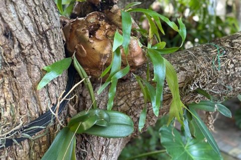 Villa ou maison à louer à Miami, Floride: 1 chambre, 55.74 m2 № 1985917 - photo 21