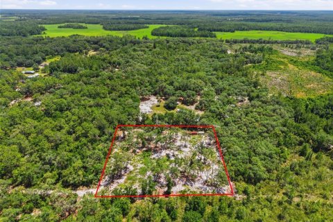 Terrain à Citra, Floride № 2231776
