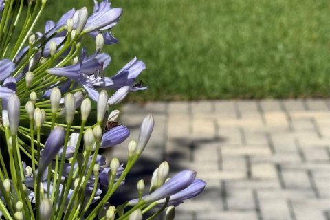 Condominio en alquiler en Clearwater, Florida, 1 dormitorio, 62.99 m2 № 1915641 - foto 22