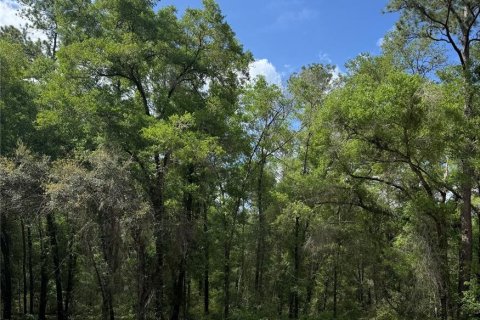 Land in Dunnellon, Florida № 2163533 - photo 2