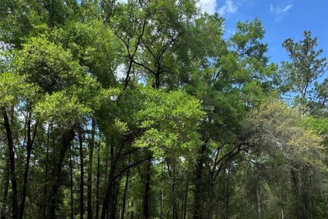 Land in Dunnellon, Florida № 2163533 - photo 3