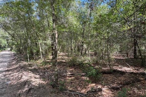 Land in Ocala, Florida № 2163568 - photo 5