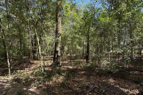 Land in Ocala, Florida № 2163568