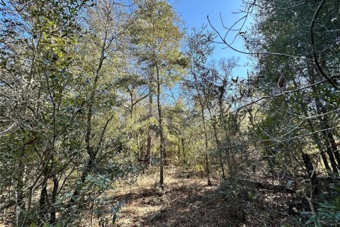 Land in Bronson, Florida № 2160568 - photo 4