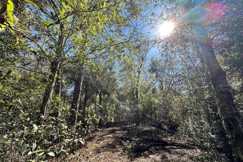 Land in Bronson, Florida № 2160568