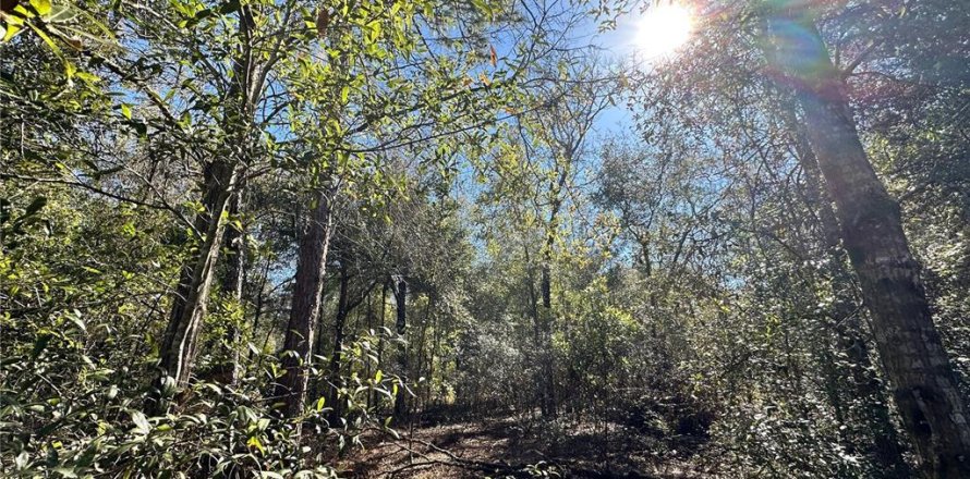 Land in Bronson, Florida № 2160568