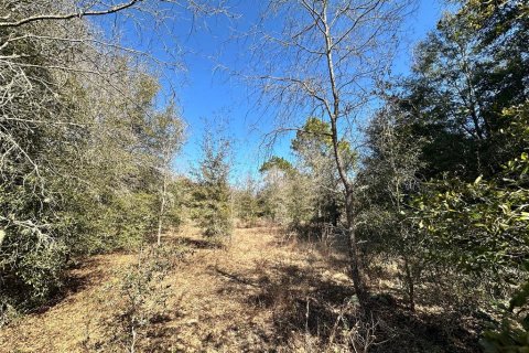Land in Bronson, Florida № 2160568 - photo 3