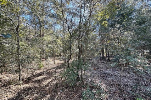 Land in Bronson, Florida № 2160568 - photo 5