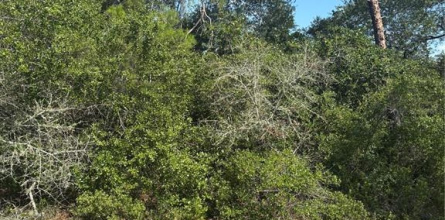 Land in Ocala, Florida № 2164800