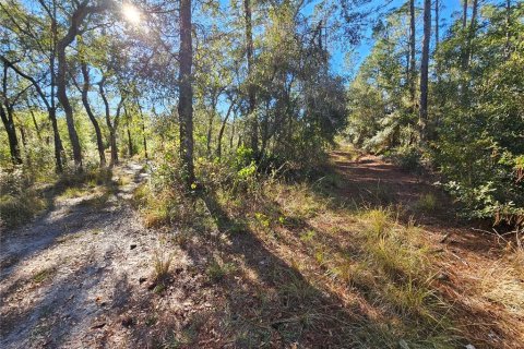 Land in Webster, Florida № 2160430 - photo 6