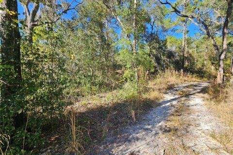 Land in Webster, Florida № 2160430 - photo 4
