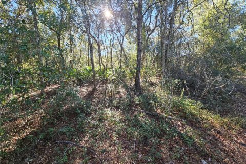 Land in Webster, Florida № 2160430 - photo 13
