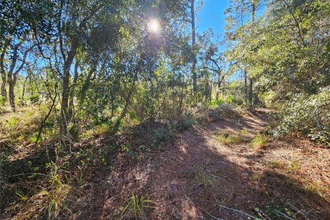Land in Webster, Florida № 2160430 - photo 9
