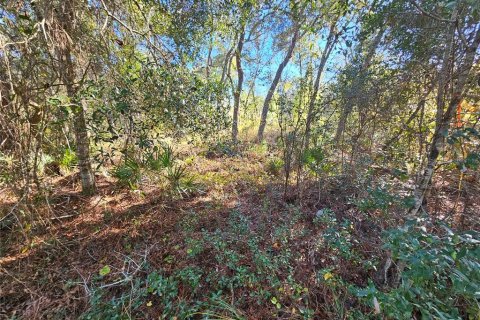 Land in Webster, Florida № 2160430 - photo 10