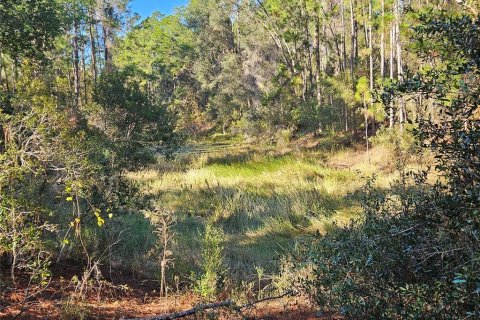 Land in Webster, Florida № 2160430 - photo 7