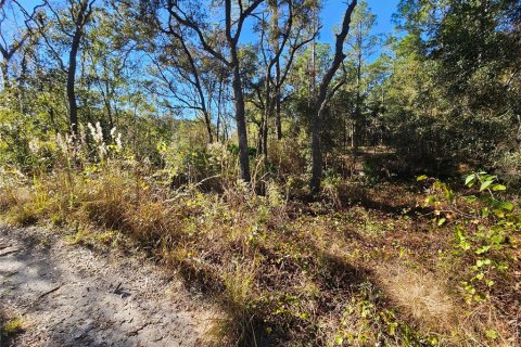 Land in Webster, Florida № 2160430 - photo 5