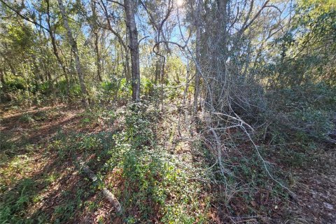 Land in Webster, Florida № 2160430 - photo 11