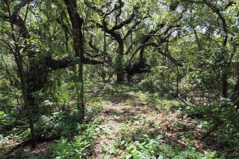 Land in Zephyrhills, Florida № 1829416 - photo 9