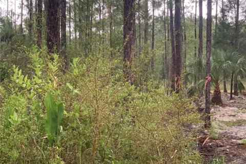 Land in Webster, Florida № 2195162 - photo 5