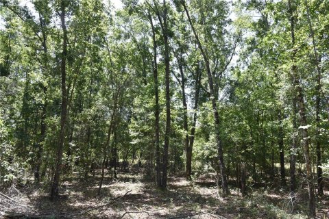 Land in Melrose, Florida № 1740313 - photo 24