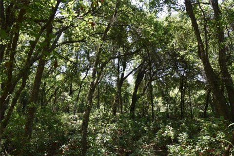 Land in Melrose, Florida № 1740313 - photo 17