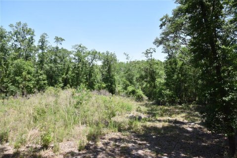 Land in Melrose, Florida № 1740313 - photo 5