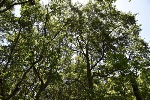 Land in Melrose, Florida № 1740313 - photo 14